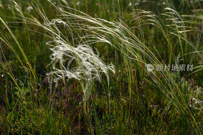 刺针草(Stipa borysthenica)是禾本科多年生束草，原产于欧洲和亚洲。